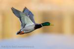 Mallard (Anas platyrhynchos)