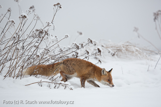 Šelmy - Liška obecná (Vulpes vulpes)