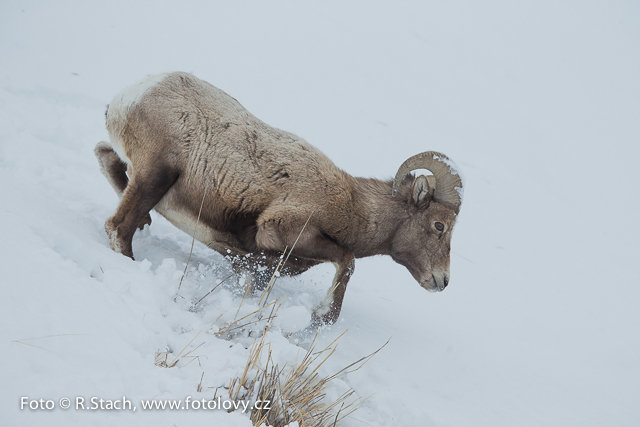 Artiodactyla - Bighorn Sheep (Ovis canadensis)