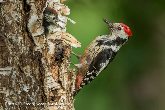 Woodpeckers and Allies - Middle spotted woodpecker (Dendrocopus medius)