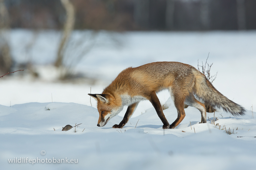 Carnivora - Red Fox (Vulpes vulpes)