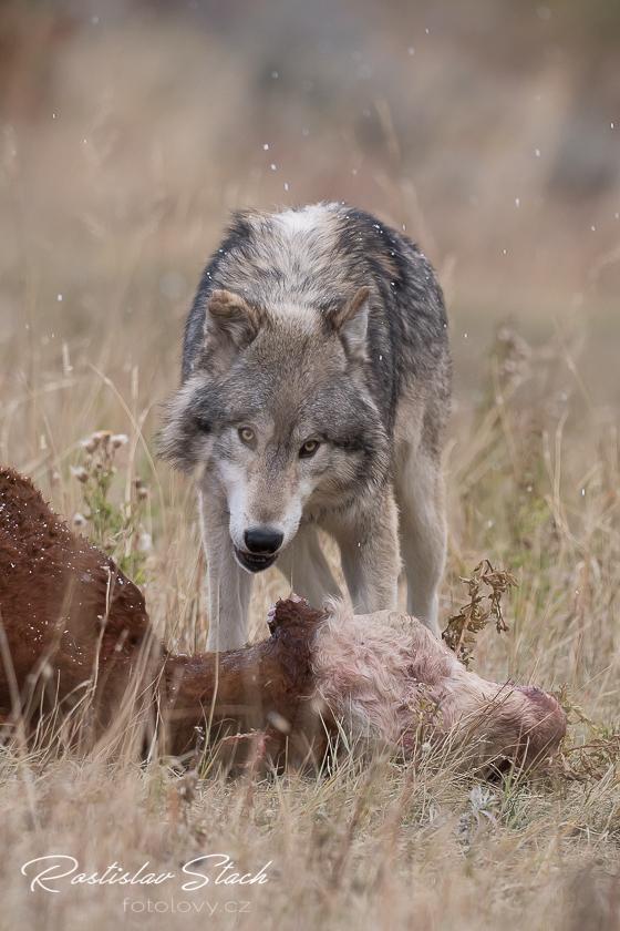 Šelmy - Vlk kanadský (Canis lupus occidentalis)