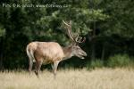 Jelen evropský (Cervus elaphus)