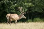 Jelen evropský (Cervus elaphus)