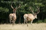 Jelen evropský (Cervus elaphus)