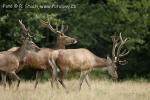 Jelen evropský (Cervus elaphus)