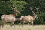 Jelen evropský (Cervus elaphus)