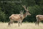 Jelen evropský (Cervus elaphus)