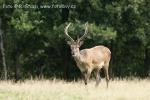 Jelen evropský (Cervus elaphus)