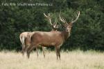 Jelen evropský (Cervus elaphus)