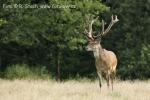 Jelen evropský (Cervus elaphus)