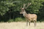 Jelen evropský (Cervus elaphus)