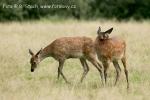 Jelen evropský (Cervus elaphus)