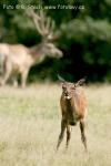 Jelen evropský (Cervus elaphus)