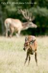 Jelen evropský (Cervus elaphus)